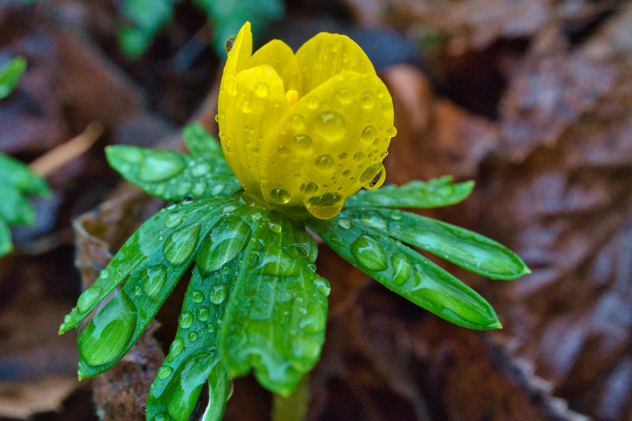 Дам олиш кунлари айрим ҳудудларда ёмғир ва момақалдироқ кутилмоқда