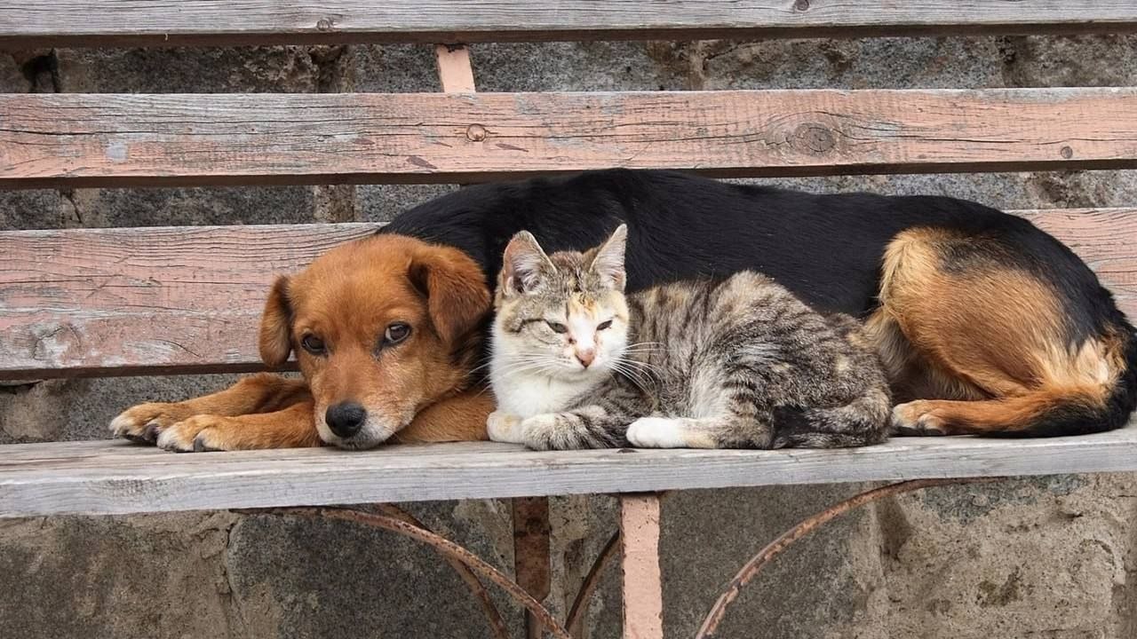 Ҳайвонларга нисбатан шафқатсизлик қилганларга нисбатан 1 йилгача озодликдан маҳрум қилиш таклиф этилмоқда.