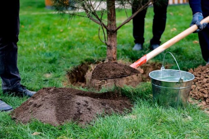 «Менинг боғим» лойиҳаларини ташкил этиш жараёнлари такомиллаштирилади
