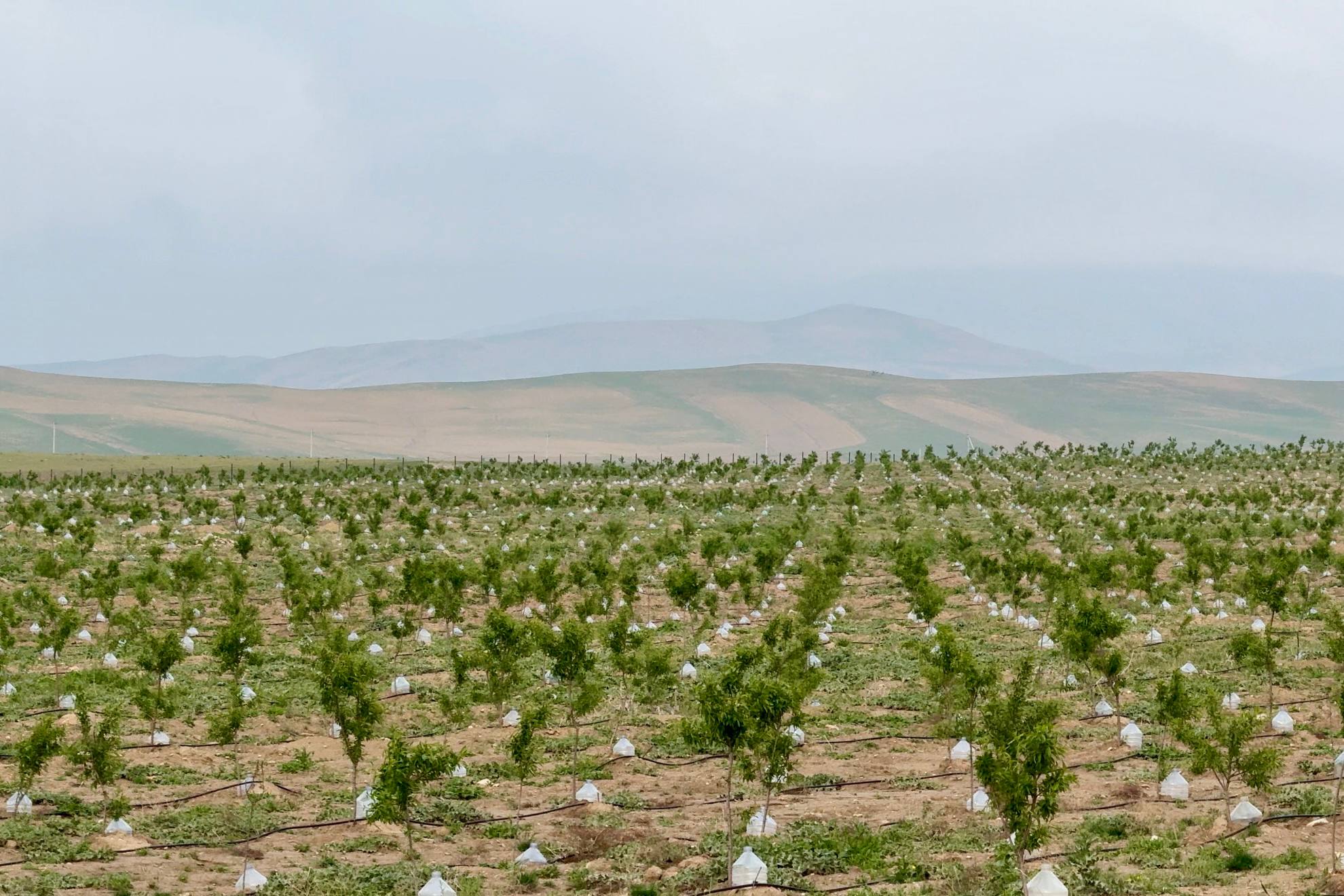 Dehqonobodda 17 gektar lalmikor yerda tomchilatib sug‘oriladigan bodomzor barpo etildi