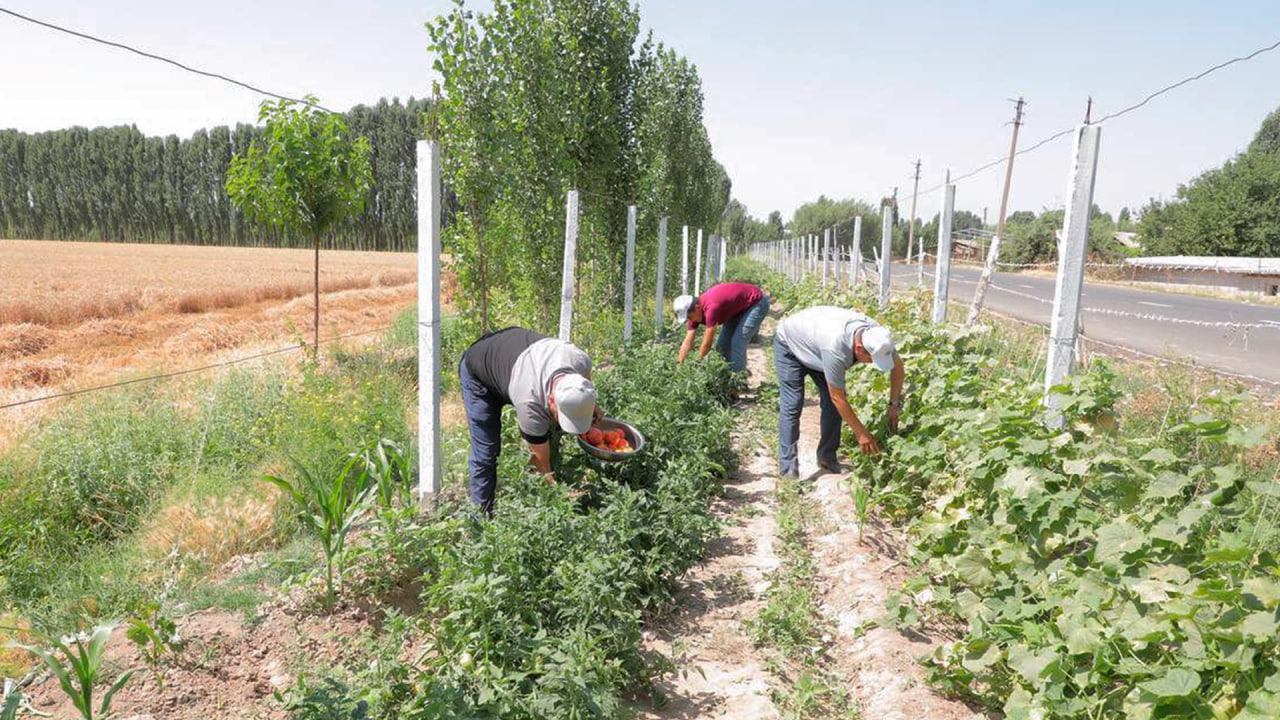 Endi dala chetlariga ekin ekmaganlar jarimaga tortiladi