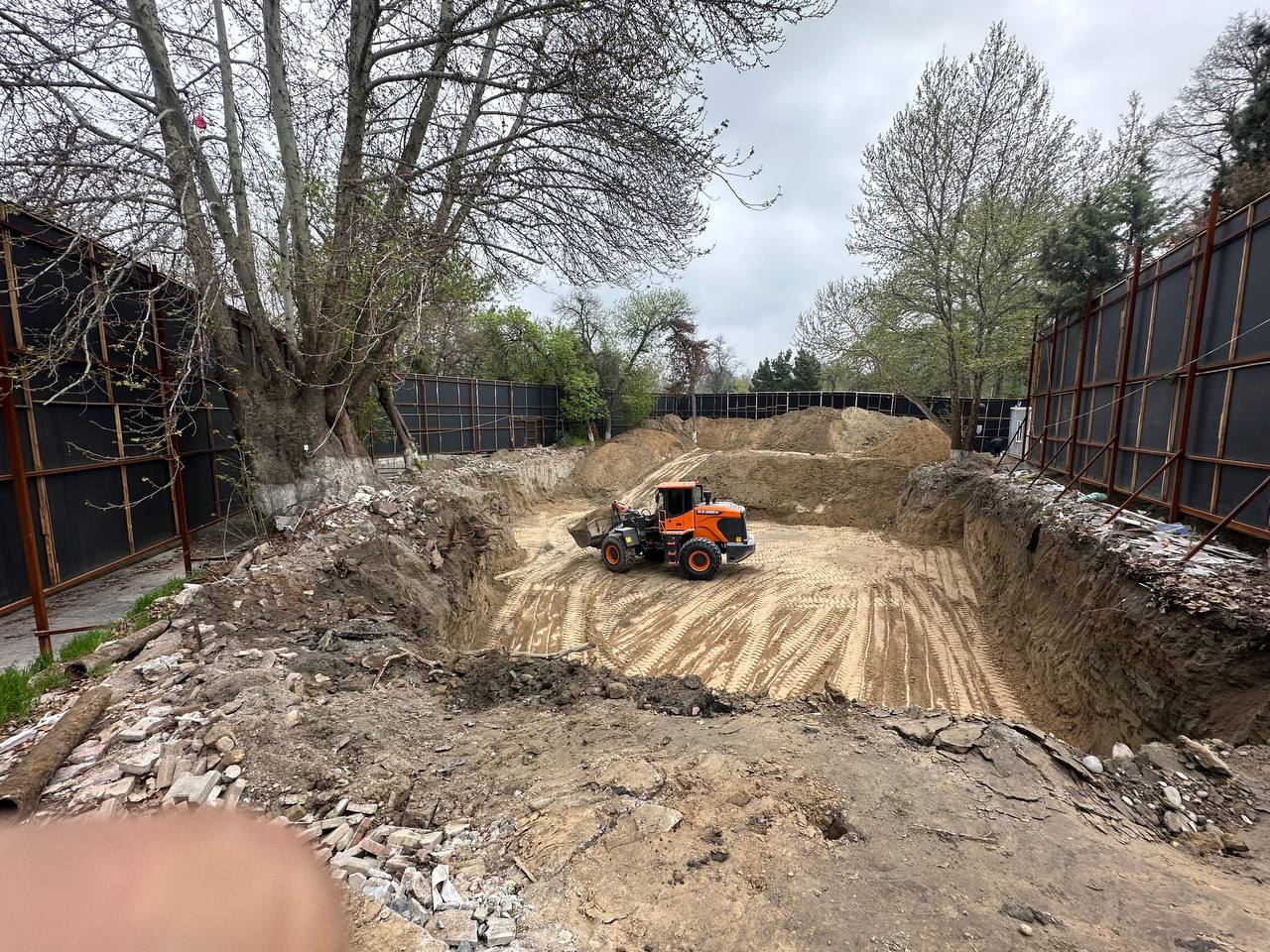 Samarqanddagi qurilish maydonida ko‘p yillik chinorlarga zarar yetkazildi