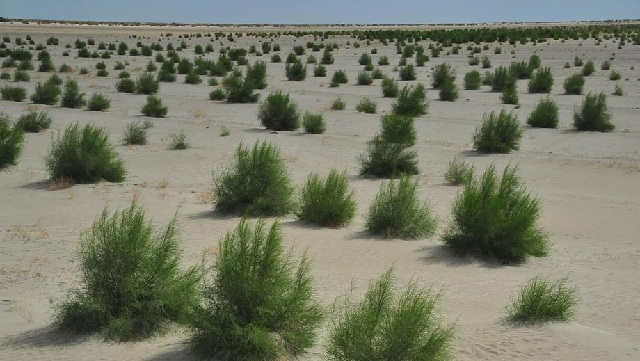 Ийкелесиў ҳәм қайта тиклениўдиң сийрек тәбийий лабораториясы