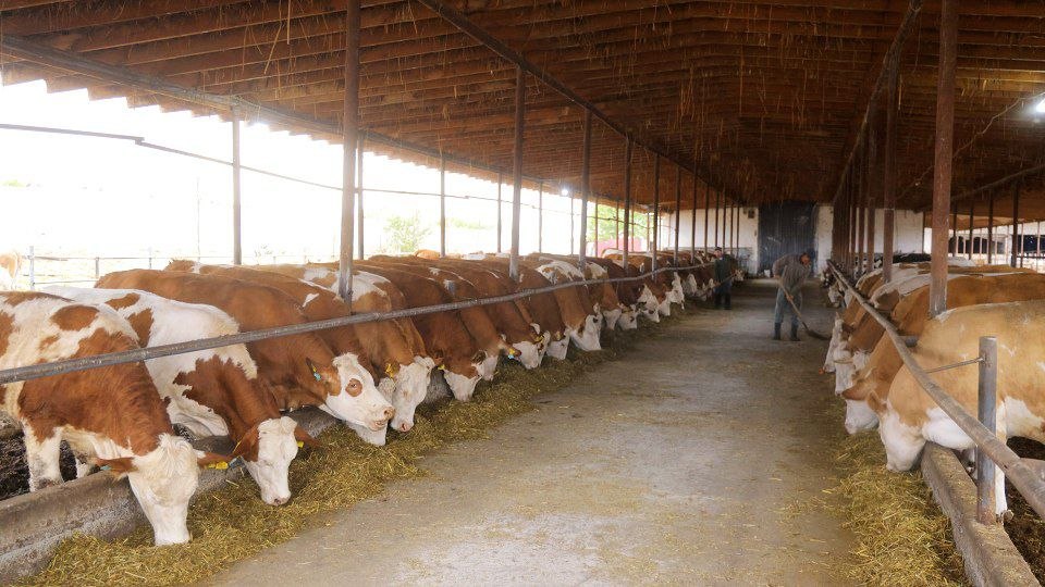 Ўзбекистонда “Чорвачиликда санитария-эпидемия-гигиена” ойлиги эълон қилинди