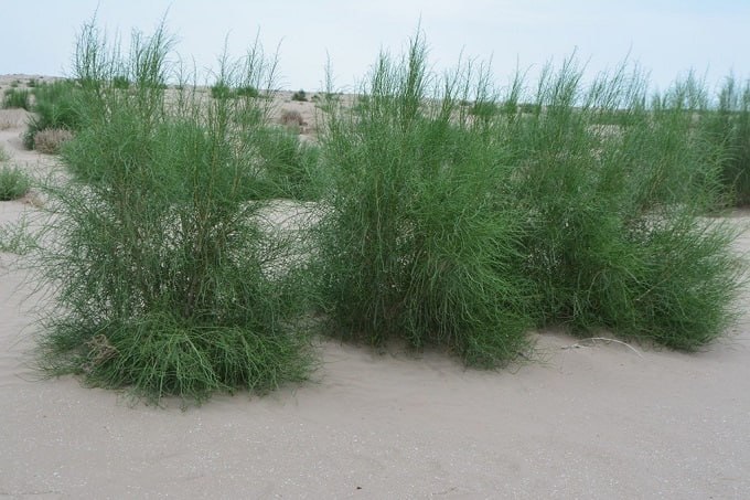 Регионаллық экологиялық турақлылық тийкары