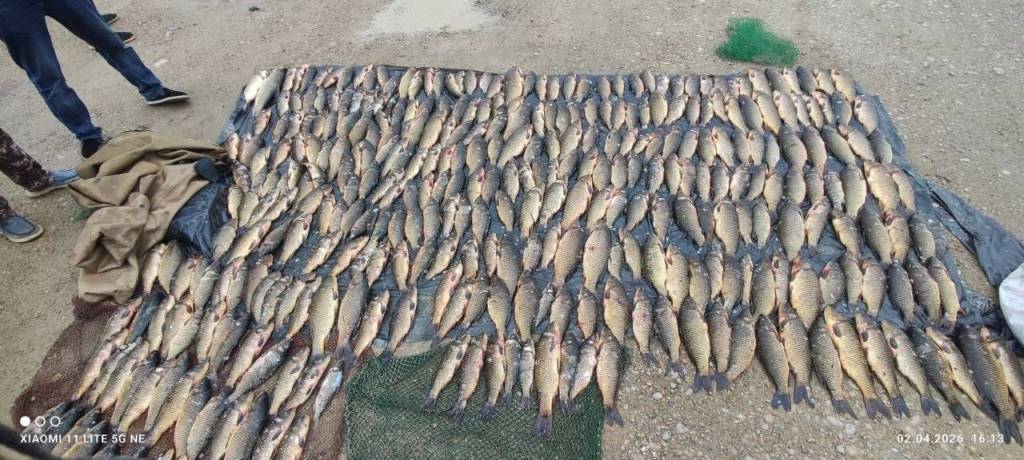 Бухорода ноқонуний балиқ овлаш оқибатида табиатга 717 млн сўм зарар етказилди