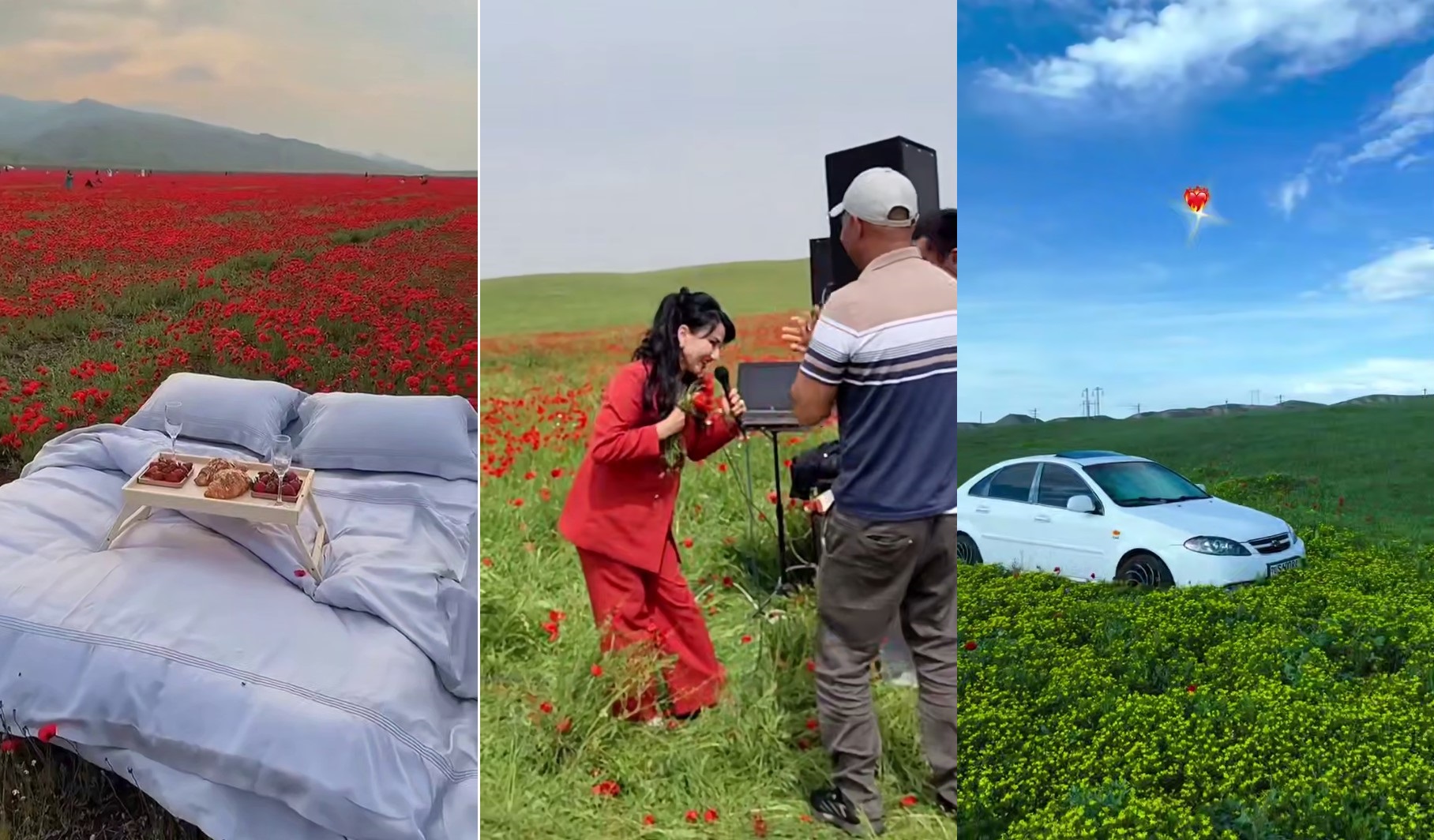 Қашқадарёда лолазорни пайҳон қилганлар 54 млн сўмдан ортиқ жаримага тортилди