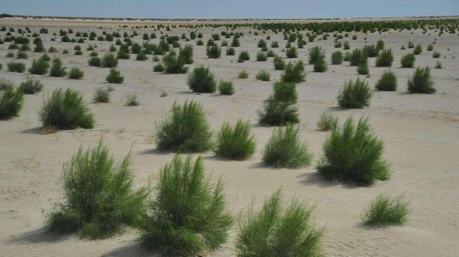 Орайлық Азияда "жасыл күн тәртиби": Ресурслар ушын бәсекиден бирге ислесиўге өтиў имканияты