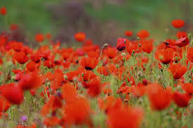 Dam olish kunlari asosan yog‘ingarchiliksiz ob-havo bo‘lishi kutilmoqda