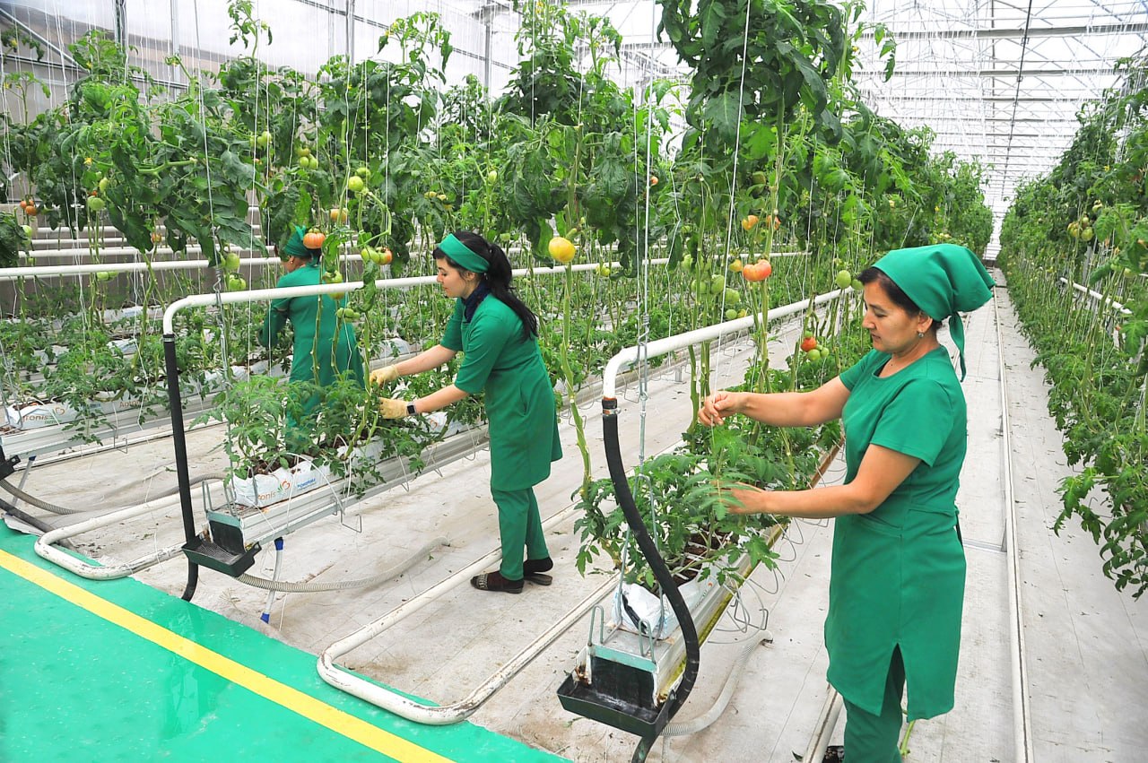 Реформалар нәтийжеси Беруний районында да бой көрсетпекте