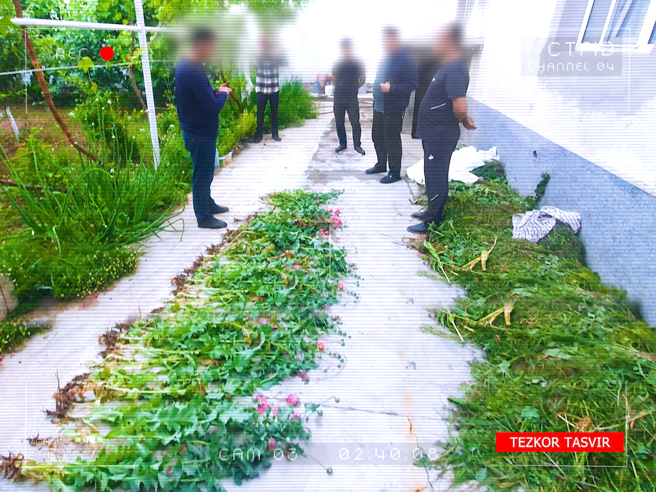 Hovlisida giyohvandlik o‘simliklari yetishtirgan shaxsga nisbatan jinoyat ishi qo‘zg‘atildi