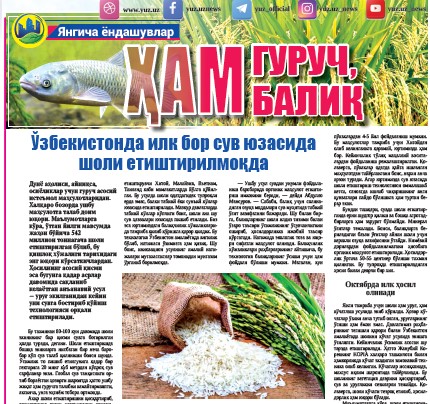 Oʻzbekistonda ilk bor suv yuzasida sholi yetishtirilmoqda