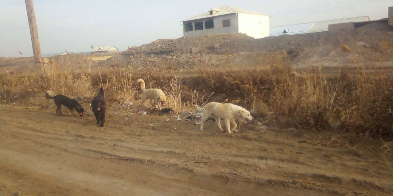 Chirchiqda qarovsiz hayvonlar uchun 4 ming boshlik pitomnik barpo etiladi