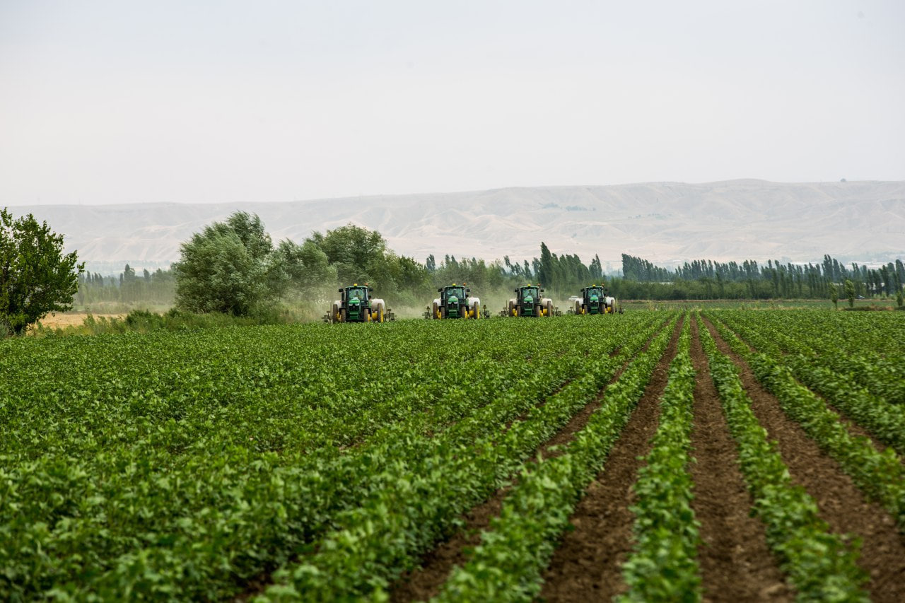 Paxtachilikda kechiktirib bo‘lmaydigan agrotexnik tadbirlar