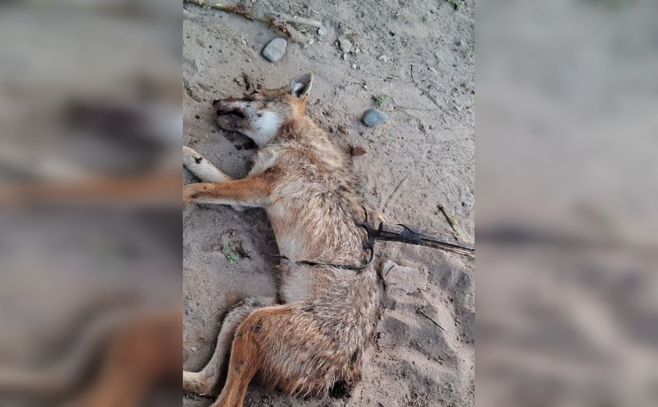 Guliston tumanida chiyaburi 4 nafar fuqaroga hujum qildi