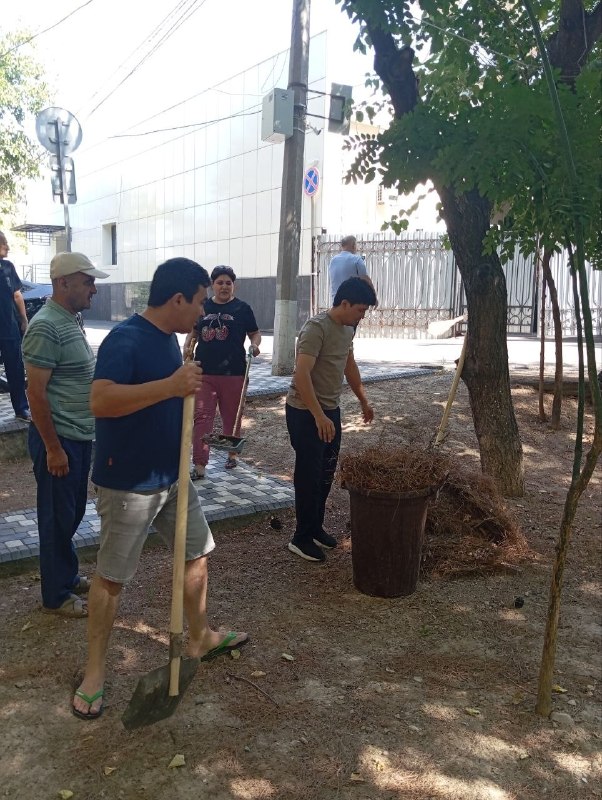 Mirobodda 10 ming tupdan ortiq gul ko‘chatlari ekildi