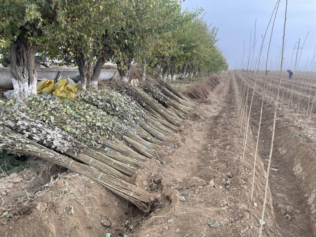 Bu yilgi kuzgi mavsumda 140 million tup koʻchat ekiladi