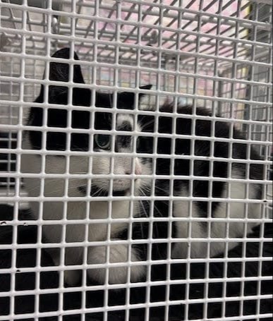 Yalangoch Pentxaus modellarining fotosuratlari