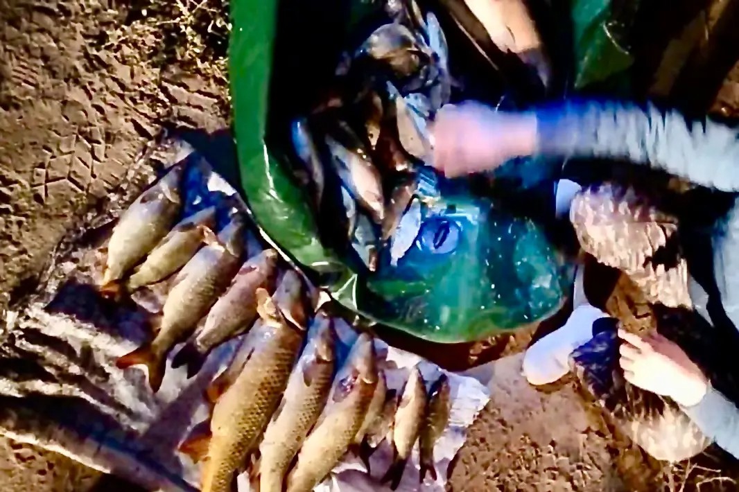 Xolamni jimirlab yurganida ko‘rdim.