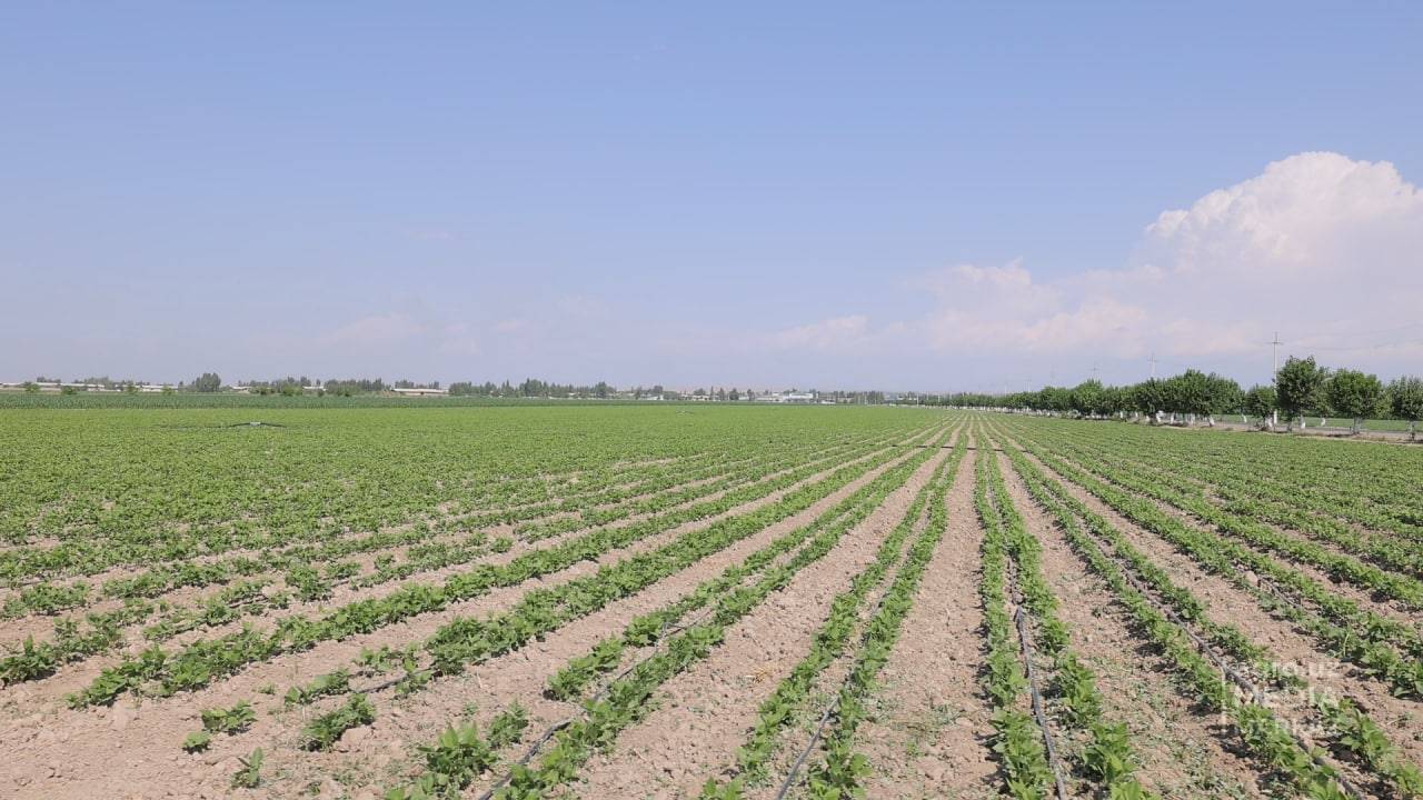 Береславское сельское поселение. Пахотные земли. Сеяние озимых в 1960 году. Линейные посадки. Фасоль етиштириш.