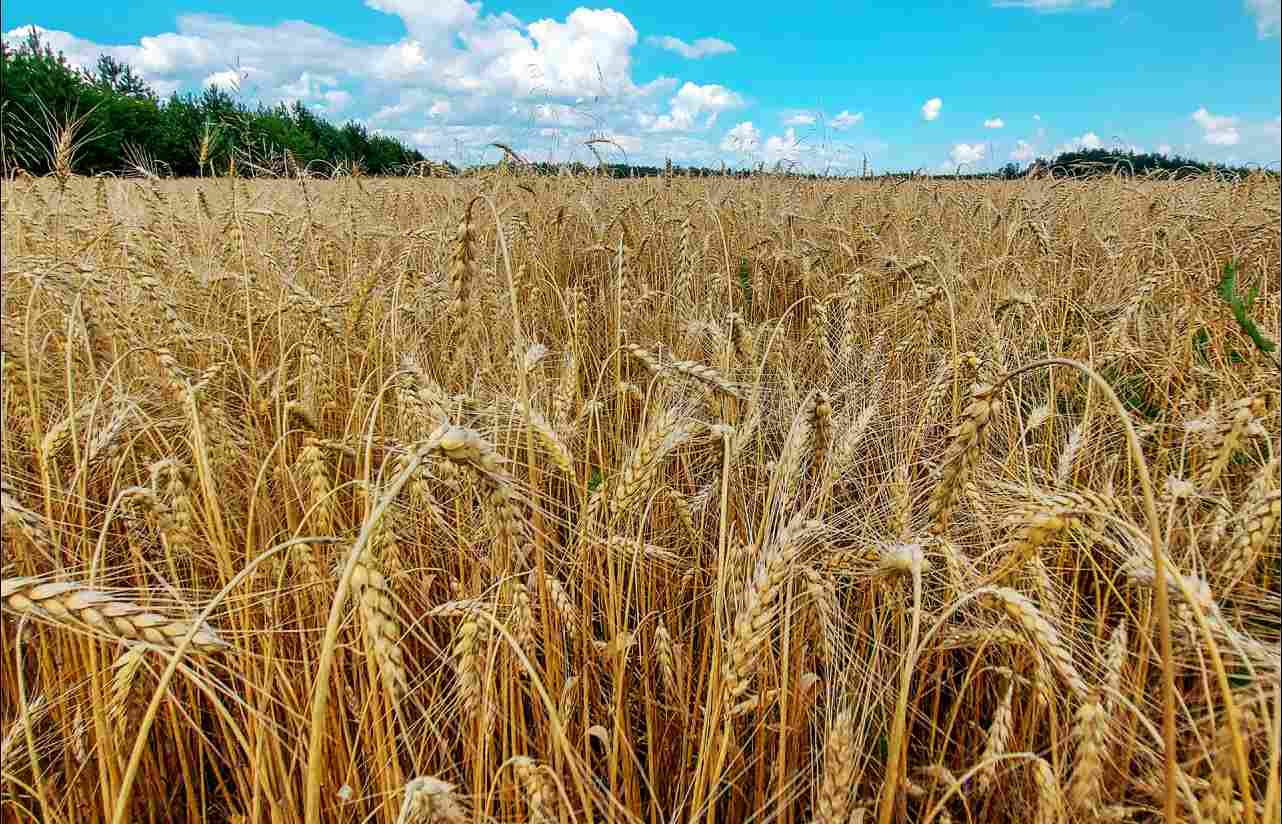 Әлемдегі ең үлкен мысықтар Анастасия Макарова порно