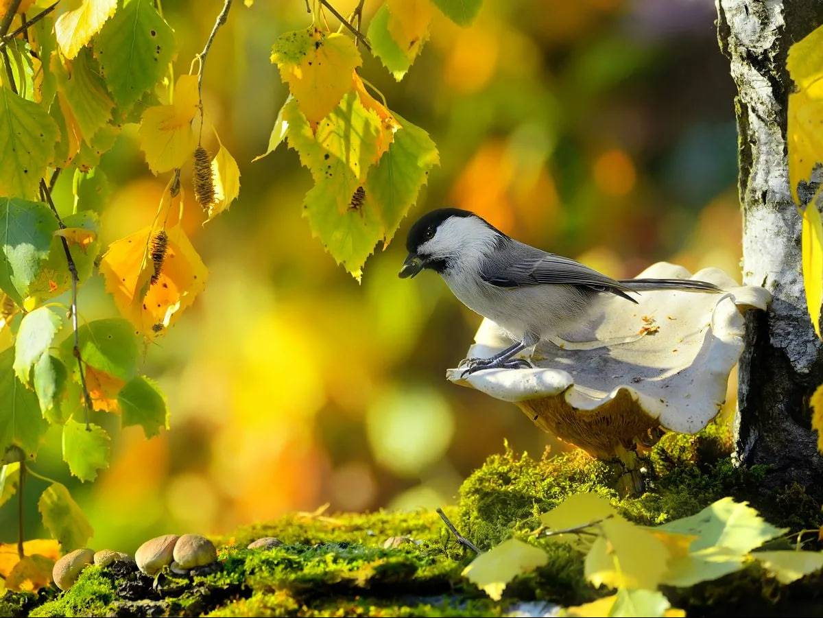 Красивая природа с птицами. Птицы осенью. Птицы в лесу. Птицы в листве. Птицы в осеннем лесу.