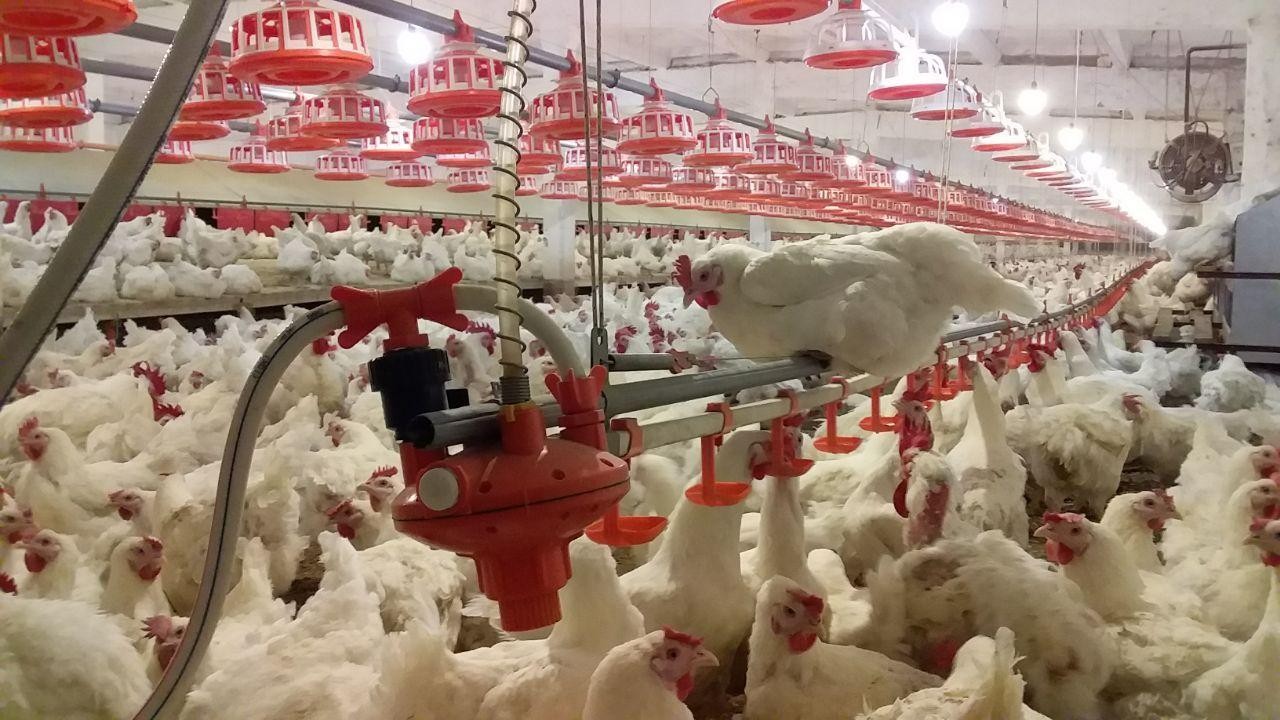 Itoatkor qullar porno video