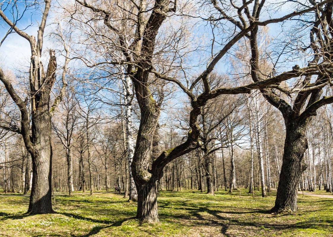 Фото Весны В Парке