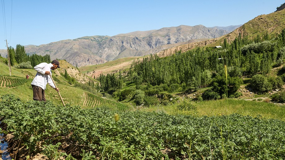 Usta dehqonlarga 75 mln soʻmgacha subsidiya beriladi