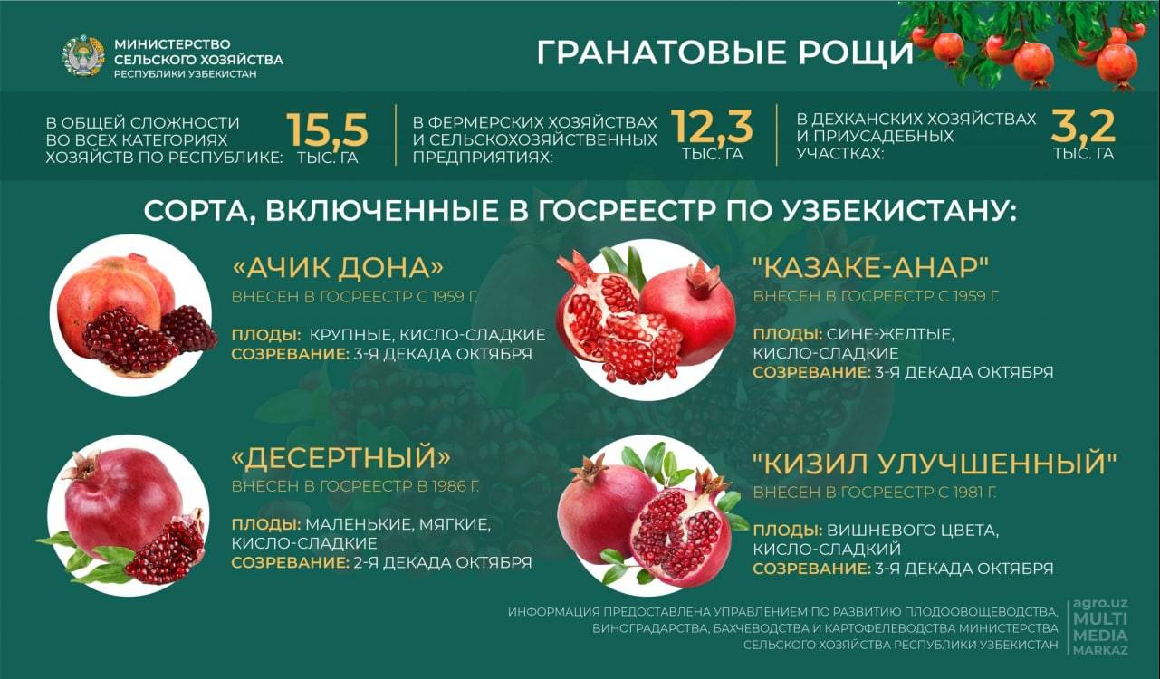 Урожай граната в Узбекистане в 2022 году будет на 25 тысяч тонн выше  прошлогоднего