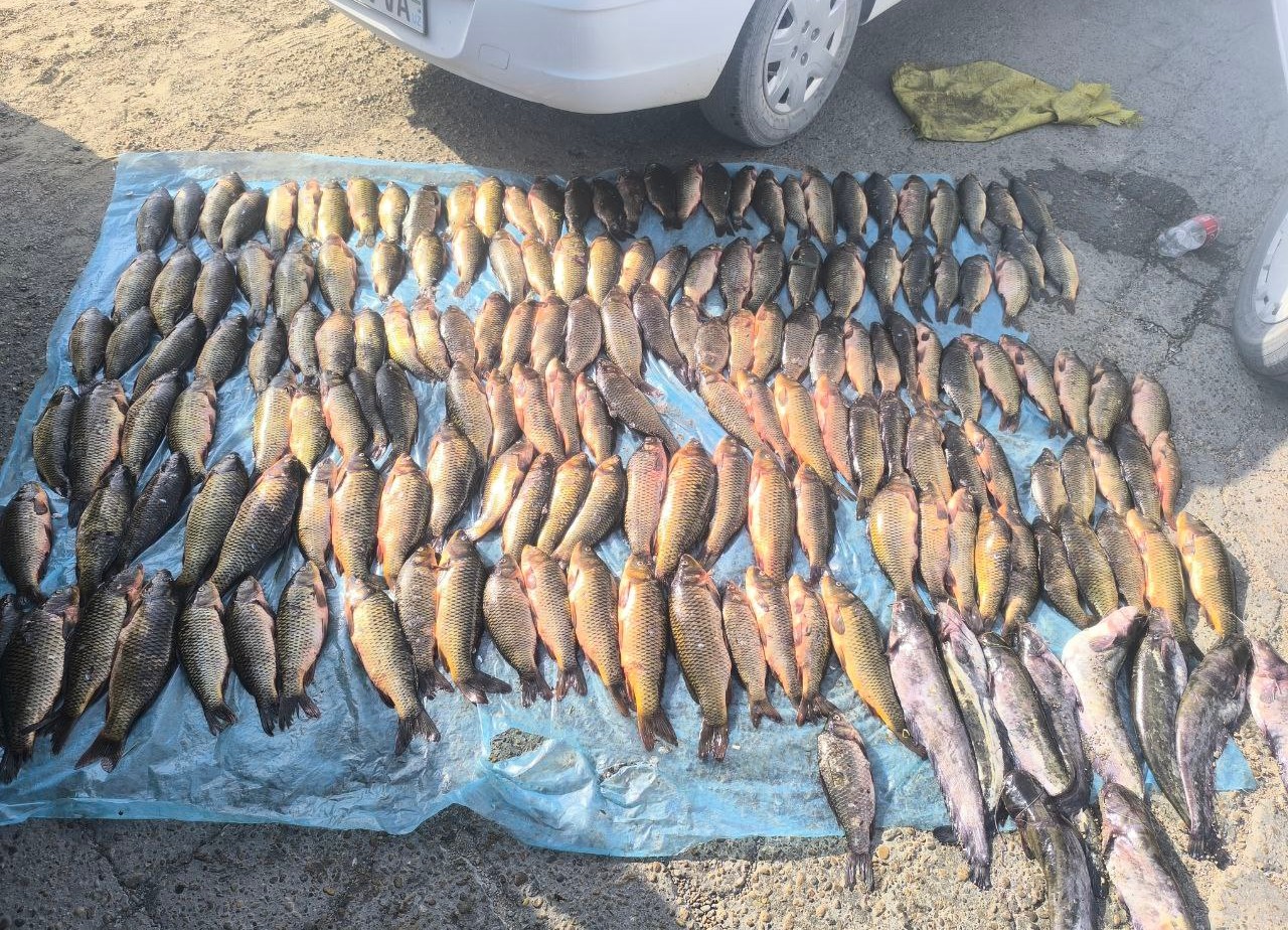 Moynali jinsiy aloqa komikslar