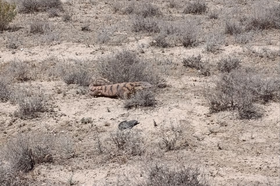 Tarjima bilan Cunnilingus video