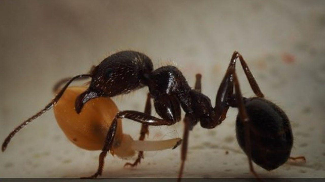 Муравей нашел зерно оно было тяжелое. Messor structor куколка. Красногрудый муравей Жнец. Насекомые муравей. Муравьи и семена.