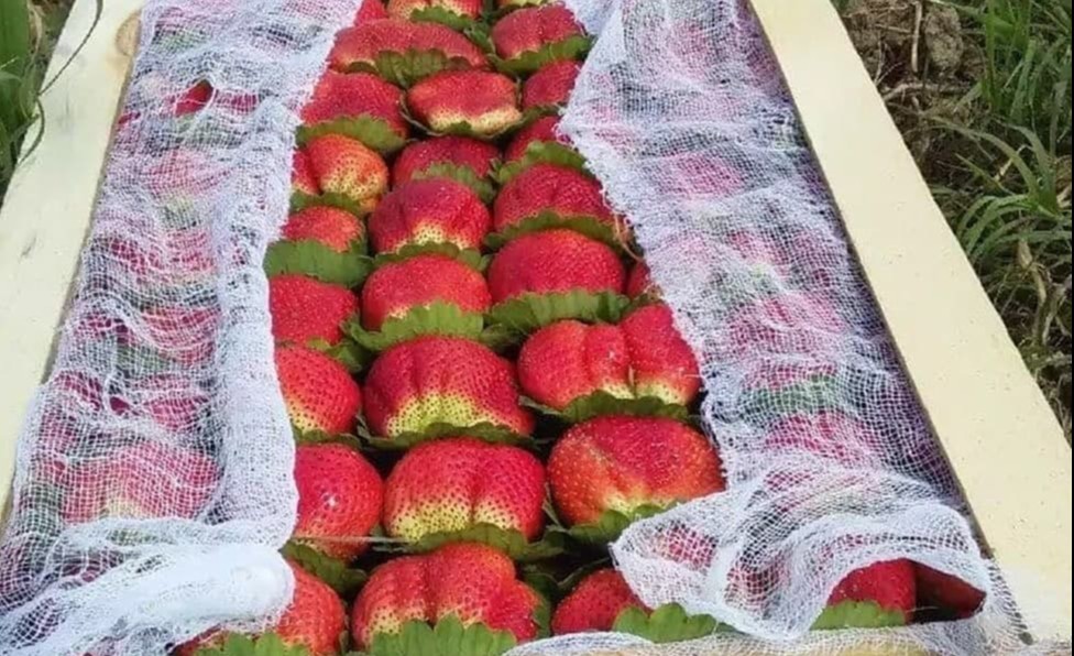 Oq külotlar porno fotosuratda MILF doggy uslubi Kimdir jinsiy olatni ichiga mix urayotgani haqidagi porno videoni tomosha qiling.