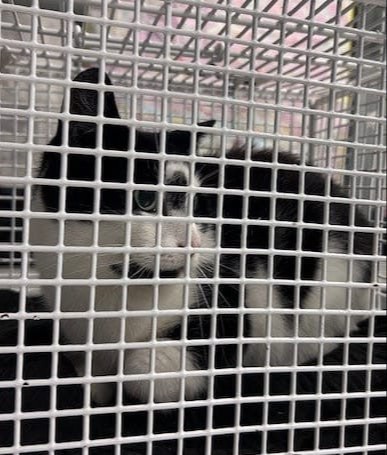 Qiz dosti dugonasining porno videosini yaladi