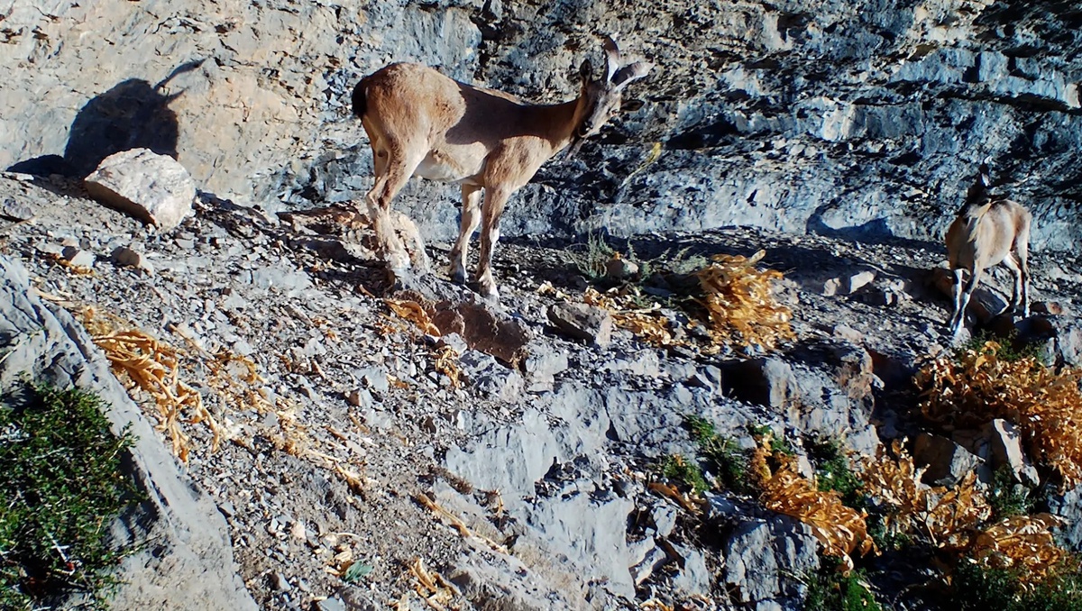 Rus tilida porno komikslar Amanda