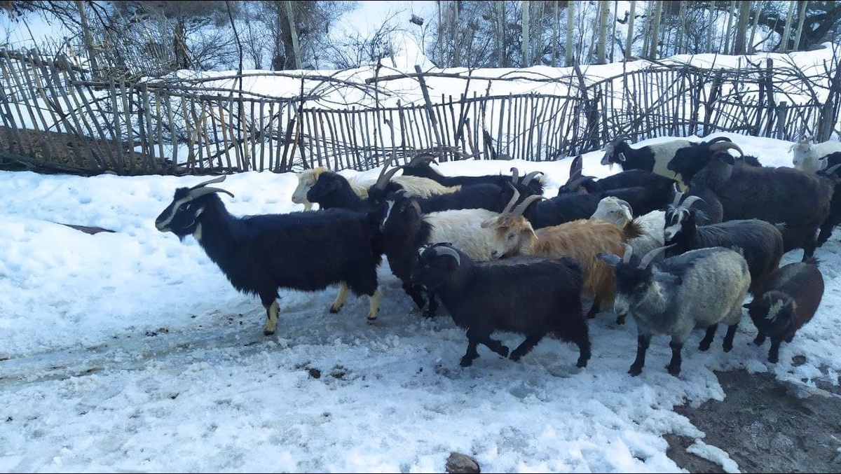 Uyda jinsiy aloqa video