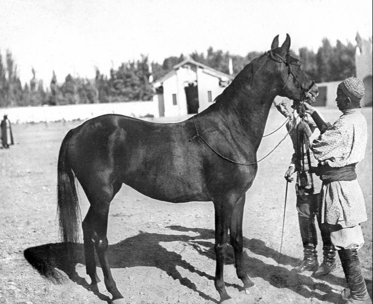 Porno bir mandenkani yaladi