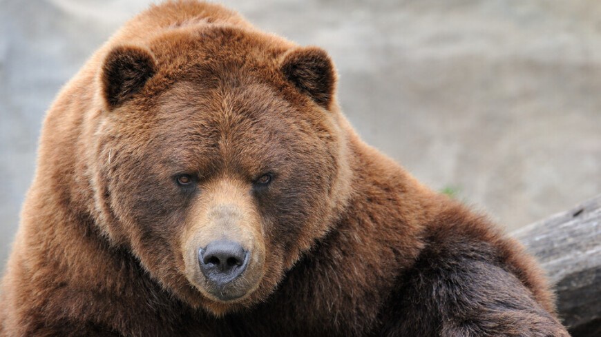 Royxatdan holda bepul havaskor porno tomosha.