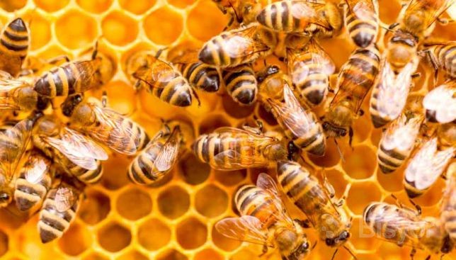 Biseksual porno video onlayn