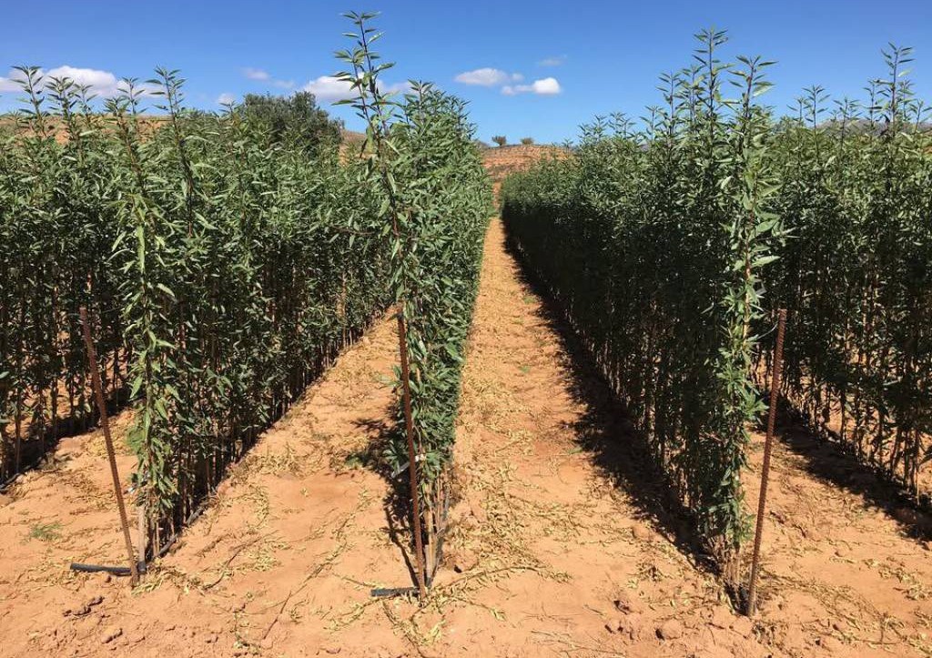 Jinsiy zoravonlik soati Jinsiy zoravonlik soati