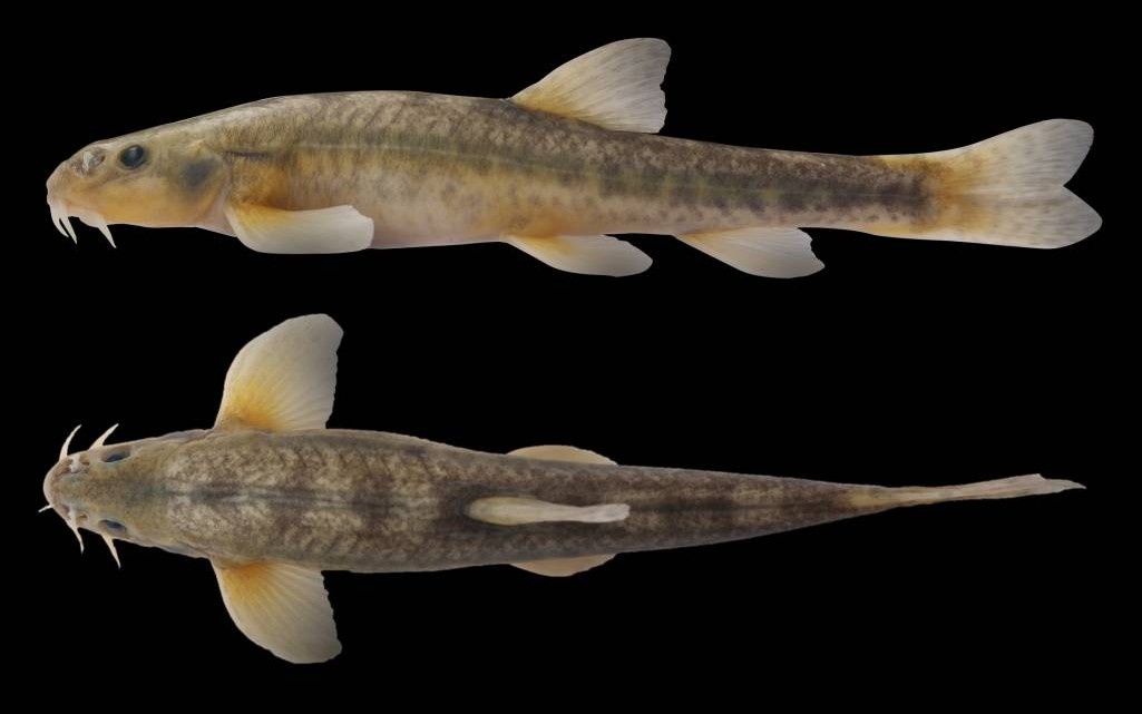 Jinsiy aloqada ayollarning hukmronligi fotosuratlari