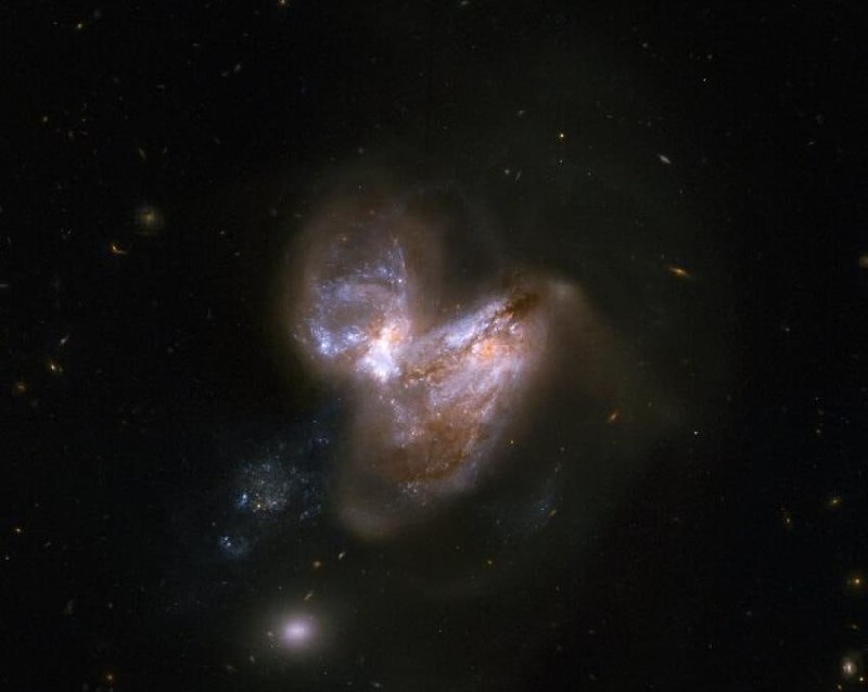 Ozbek ayollari orasida Blowjob