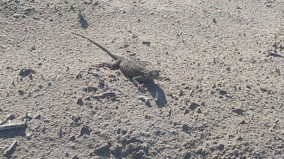 Oyoqlari kamon bilan sikish