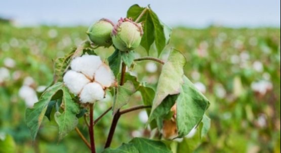 Porno 2 in 1 Porno haqiqiy bolmagan semiz xorozlar