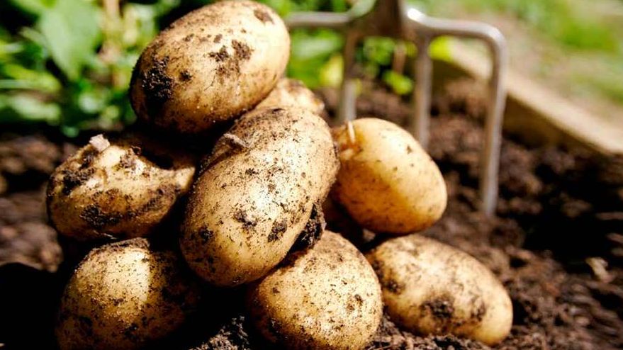 производства семян картофеля