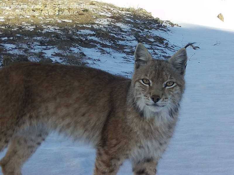 Men uning mushuk pornosini tortib oldim Katta xoroz jinsiy aloqa video