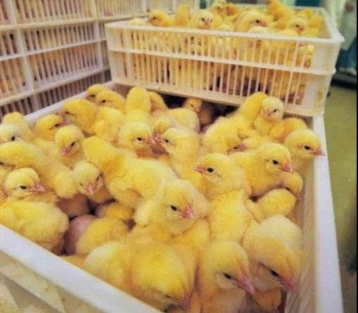 Men bufetchini jinsiy aloqa qilishga vasvasaga solib, sikdim.