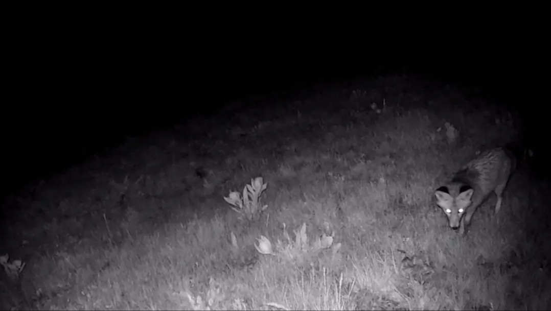 Mitti va mittilar ishtirokidagi porno filmlar