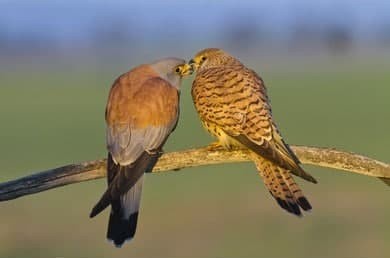 Uy bekasi onalar porno